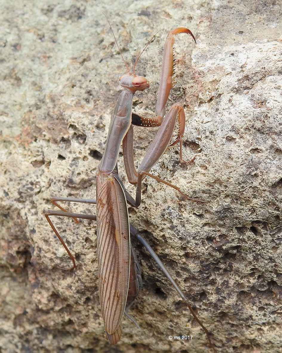 Mantis religiosa